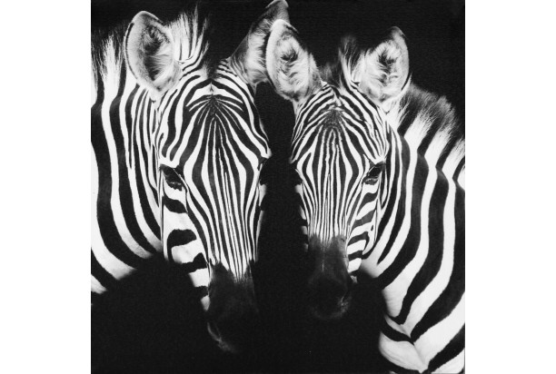 Obraz na plátně Zebry, 50x50 cm