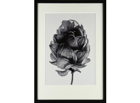 Rámovaný obraz Botanical II 35x50 cm, černobílý