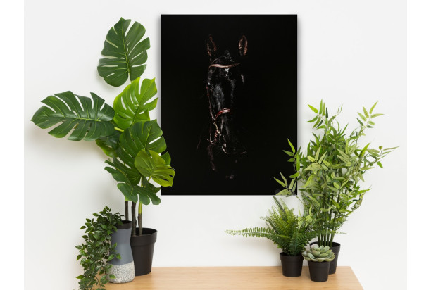 Obraz na plátně Černý hřebec, 60x80 cm