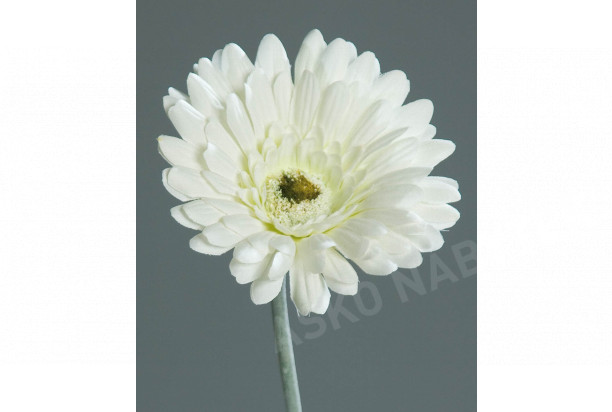 Umělá květina Gerbera 56 cm, krémová