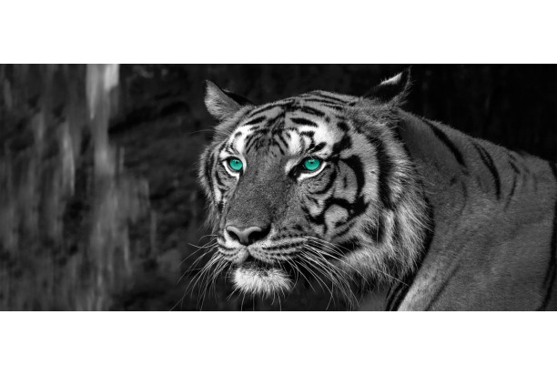 Obraz na zeď Tygr, černobílý, 200x90 cm