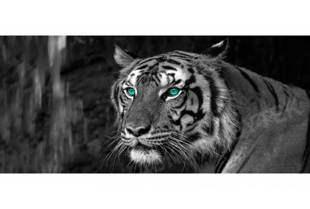 Obraz na zeď Tygr, černobílý, 200x90 cm
