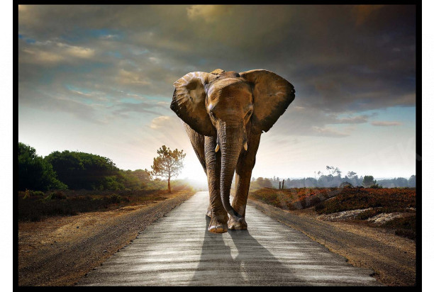 Obraz na zeď Kráčející slon, 140x100 cm