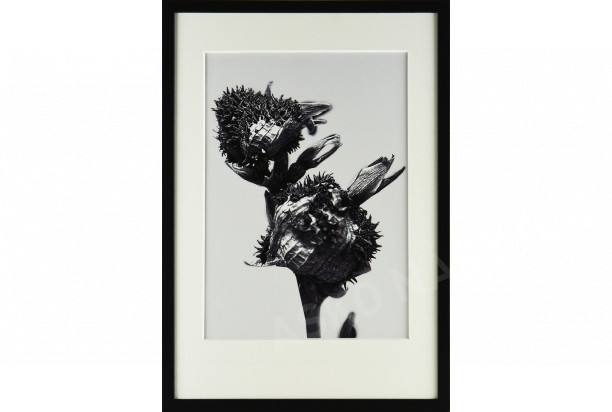 Rámovaný obraz Botanical III 35x50 cm, černobílý