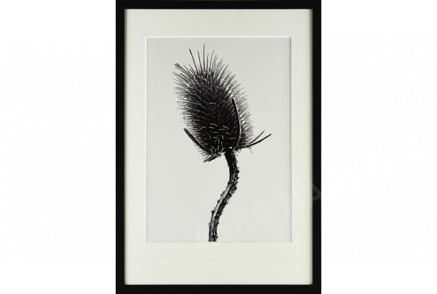 Rámovaný obraz Botanical IV 35x50 cm, černobílý
