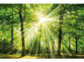 Obraz na zeď Zelený les, 118x78 cm