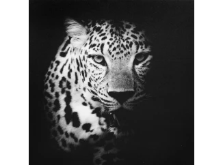 Obraz na plátně Leopard, 50x50 cm