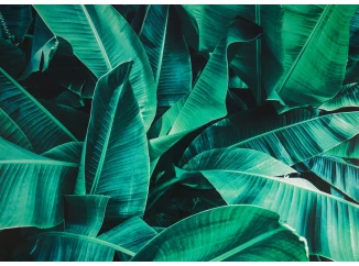 Obraz na plátně Tropické listy, 70x50 cm