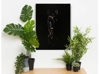 Obraz na plátně Černý hřebec, 60x80 cm