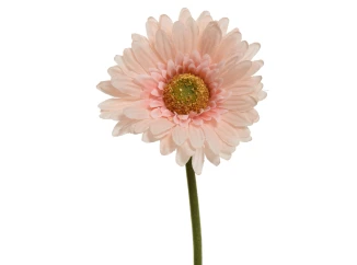 Umělá květina Gerbera 50 cm, broskvová