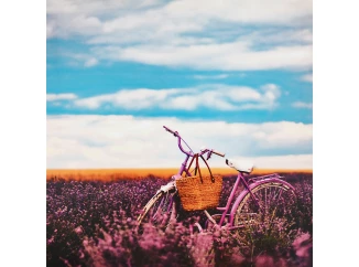 Obraz na plátně Kolo v levanduli, 50x50 cm