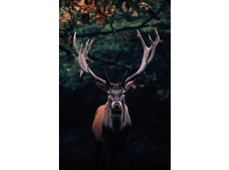 Obraz na plátně Jelen v lese, 78x118 cm