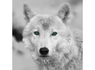 Obraz na zeď Arktický vlk, černobílý