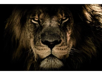 Obraz na plátně V očích lva, 118x78 cm