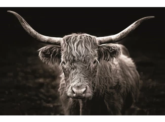 Obraz na plátně Skotská kráva, 118x78 cm