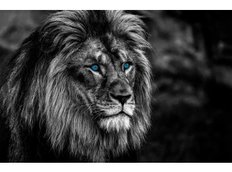 Obraz na plátně Lev s modrýma očima, 118x78 cm
