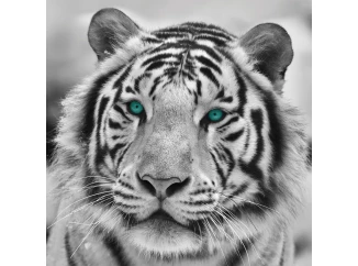 Obraz na zeď Tygr, černobílý, 35x35 cm