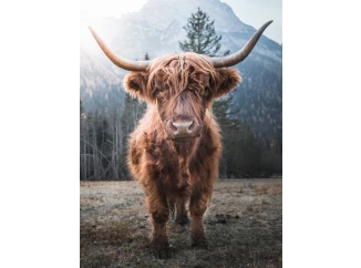 Obraz na plátně Skotská kráva, 46x61 cm