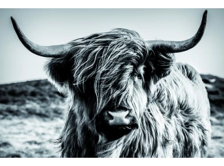 Obraz na plátně Skotská kráva 90x60 cm, černobílá
