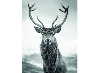 Obraz na plátně Jelen 46x61 cm, černobílý