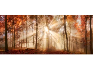 Panoramatický obraz na plátně Podzimní les, 140x60 cm