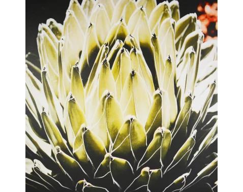 Levně Obraz na plátně Agáve královská, 80x80 cm