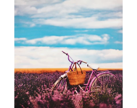 Obraz na plátně Kolo v levanduli, 50x50 cm