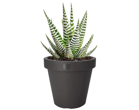 Květináč Kanten 25 cm, antracitový