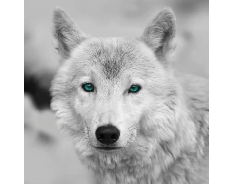 Obraz na zeď Arktický vlk, černobílý