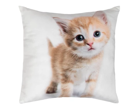 Dekorační polštářek Zrzavé kotě, 25x25 cm
