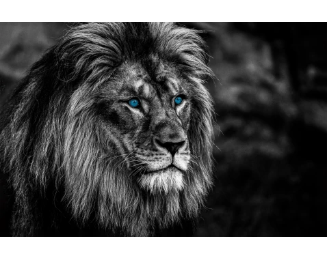 Obraz na plátně Lev s modrýma očima, 118x78 cm