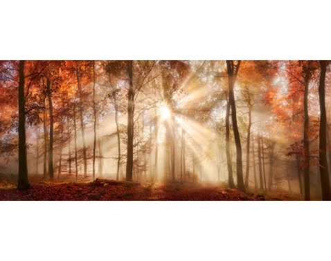 Levně Panoramatický obraz na plátně Podzimní les, 140x60 cm