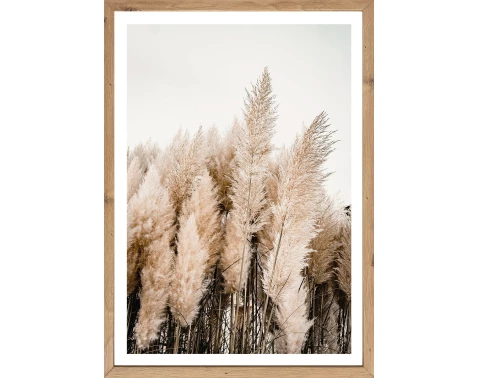 Rámovaný obraz Pampas 50x70 cm, dub artisan
