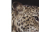 Obraz na zeď Original Rimbo 100x100 cm, Leopard