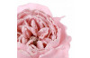 Umělá květina Anglická růže 51 cm, růžová
