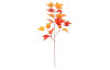 Podzimní větev (2 druhy) Javor, oranžová