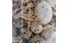 Velikonoční dekorace Vyfouklá křepelčí vajíčka, 60 ks