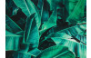Obraz na plátně Tropické listy, 50x70 cm