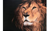 Obraz na plátně Král zvířat, 70x50 cm