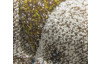 Koberec Belis 120x170 cm, béžový s barevnými kosočtverci