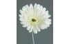 Umělá květina Gerbera 56 cm, krémová