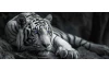 Panoramatický obraz na plátně Černobílý tygr s modrýma očima, 140x60 cm