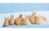 Dětská osuška 75x150 cm, motiv králíci, modrá