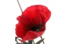 Umělá květina Vlčí mák 76 cm, červená