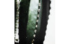 Obraz na plátně Kaktus zblízka, 50x50 cm