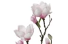 Umělá květina Magnolie 76 cm, růžová