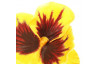 Umělá květina Maceška 30 cm, žlutá