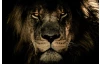 Obraz na plátně V očích lva, 118x78 cm