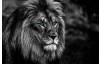 Obraz na plátně Lev s modrýma očima, 118x78 cm