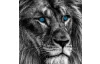 Obraz na plátně Lev s modrýma očima, 118x78 cm